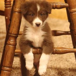 Border Collie, English Setter, and Miniature American Shepherd Puppies from First Harmony Farms