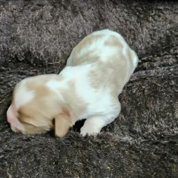 Stefan - Blenheim male Cavalier King Charles Spaniel puppy in Sparta, Georgia from Southern Edge Kennel