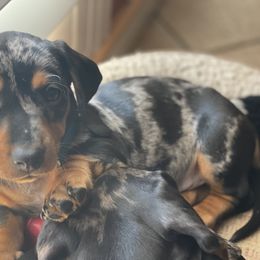 Dachshund Puppies from Ripon Dachshunds