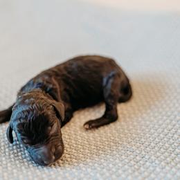 Thelonious Monk - Black male Labradoodle puppy in Orange, Virginia from Hillcrest Labradoodles