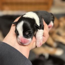 Finnegan - Black and tan male Pembroke Welsh Corgi puppy in Algona, Iowa from LTT Corgis