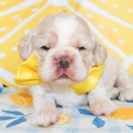 Cane - Buff male Cocker Spaniel puppy in Rattan, Oklahoma from Double M Cocker Spaniels