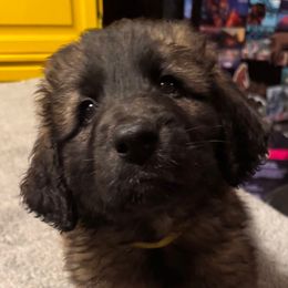 Yellow - Reddish brown female Leonberger puppy in Maple Valley, Washington from Tir na nOg Leonbergers