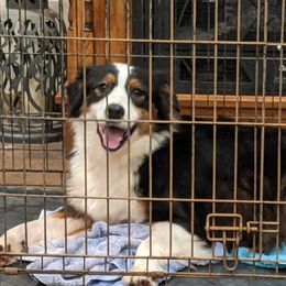 Fancy - Australian Shepherd