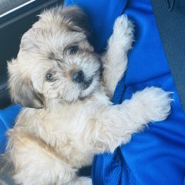 Spades - Shorkie