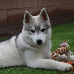 Siberian Husky Puppies from Andamar Siberians
