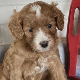 Santa Paws - Red male Cavapoo puppy in Peoria Heights, Illinois from Gardner Lane Puppies
