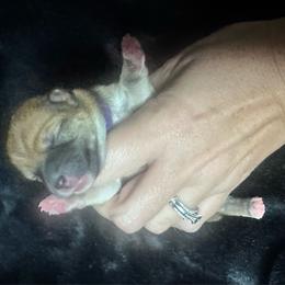 Aya - purple collar - Red female Shiba Inu puppy in Inverness, Florida from Shore Thing Shiba’s