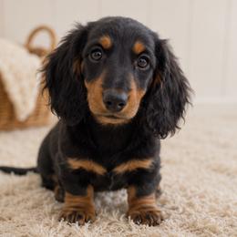 Maggie - Black and tan female Dachshund puppy in Desloge, Missouri from Snows Doxies
