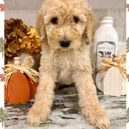 Ethel - Cream female Goldendoodle puppy in Caddo Mills, Texas from Fire Wife Doodles