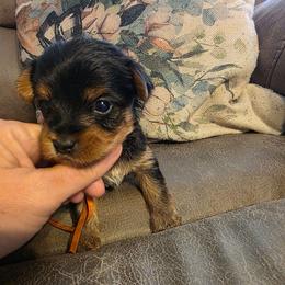 Parker (Orange) - Black and tan male Yorkshire Terrier puppy in Fayetteville, Tennessee from Mina's Yorkies
