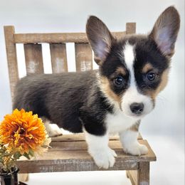 Prince Charming - Black and tan male Pembroke Welsh Corgi puppy in Casper, Wyoming from Flying Note Shorties
