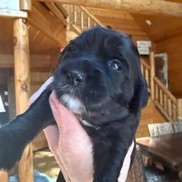 Luxe - Black male Goldendoodle puppy in Pine Grove, California from Lundee Doodles