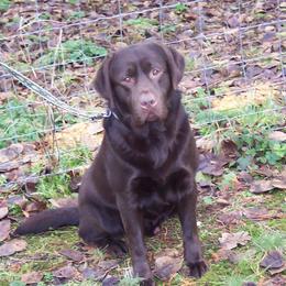 Bennett - Labrador Retriever