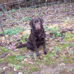Bennett - Labrador Retriever