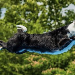 Border Collies from Livewire Border Collies