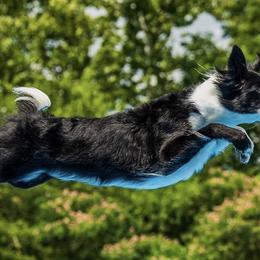 Border Collies from Livewire Border Collies