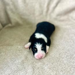 Milka - Red tri-color female Australian Shepherd puppy in Kentland, Indiana from Pine Grove Aussies