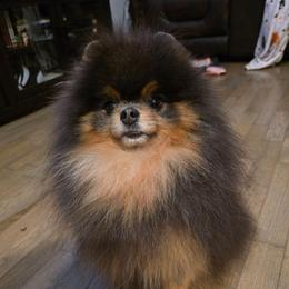 Cobalt - Pomeranian