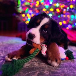 Bernedoodle and Bernese Mountain Dog Puppies from Berner Ridge Kennels