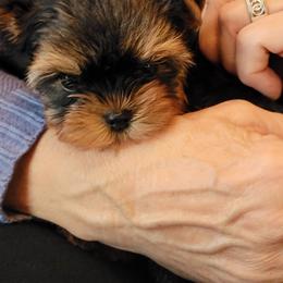 Yorkshire Terrier Puppies from Luxe Yorkshire Terriers
