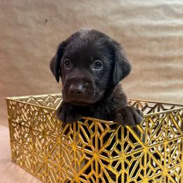 Snipe - Chocolate male Labrador Retriever puppy in Isle, Minnesota from Dog Ear Outfitters