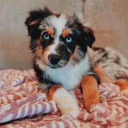 Buck - Miniature Australian Shepherd