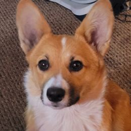 Maeve - Pembroke Welsh Corgi