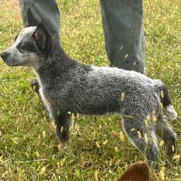 Boy 2 - Blue speckled male Australian Cattle Dog puppy in Iowa from OverTime Cattle Dogs