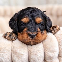 Stone - Black white and tan male Cockapoo puppy in Mt Bethel, Pennsylvania from Stasia’s Cutiepoos