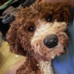 Ruby Tuesday - Goldendoodle