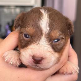 Basil - Red tri-color male Australian Shepherd puppy in Hemet, California from Perfect Companion Aussie's