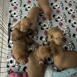 Vizsla Puppies from Foxfire Vizslas