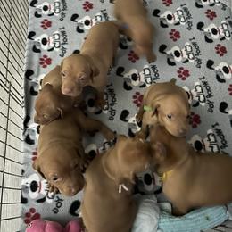 Vizsla Puppies from Foxfire Vizslas