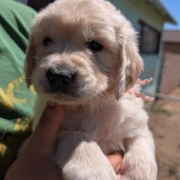 Girl 1 - female Golden Retriever puppy in Yucaipa, California from Golden Kennel Breeders