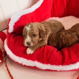 Mr Grinch - Red male Cavapoo puppy in Utah County, Utah from Cascade Springs Doodles