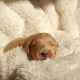 Theo - Apricot male Goldendoodle puppy in San Tan Valley, Arizona from Golden Haven Puppies