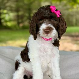 Pink - Chocolate female Goldendoodle puppy in Hesperia, Michigan from Red Acres Poodles & Doodles