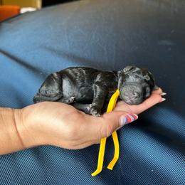 Kit - Phantom female Poodle puppy in Ardmore, Oklahoma from The Poodles of Green Acres