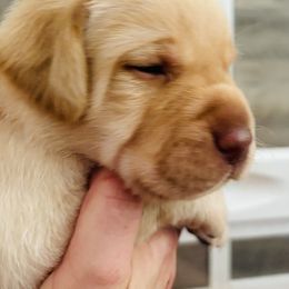 Labrador Retriever Puppies from Pleasant Valley Creekside Ranch, LLC