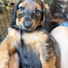 Reign - Red female Dachshund puppy in Bluff City, Tennessee from Sidanelv Dachshunds