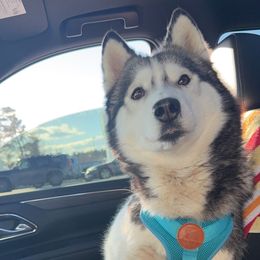 Mika - Siberian Husky