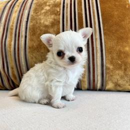 Maverick - Cream male Chihuahua puppy in Husser, Louisiana from Kristen