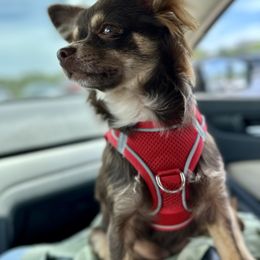 Border Collie and Chihuahua Puppies from Brooks Grove Canines LLC