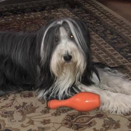 Bearded Collies from Headline Bearded Collies