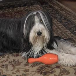 Bearded Collies from Headline Bearded Collies