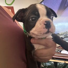 Green - Brindle and white male Boston Terrier puppy in Charleroi, Pennsylvania from KC’s Boxers