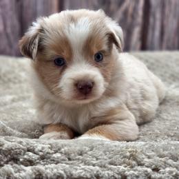 Australian Shepherd, Companion Cross, Miniature American Shepherd, Miniature Australian Shepherd, and Toy Australian Shepherd Puppies from Aloe Aussies