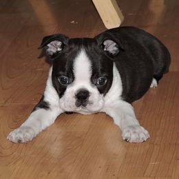 Boston Terriers from Lone Spur Boston’s