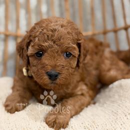 Curaçao - Red  female Poodle puppy in Belleville, New Jersey from TK Poodles